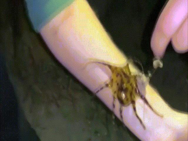 Phi thường - kỳ quặc - Video: Đi nghỉ mát, cầm nghịch “tử thần” trên tay mà không hay biết