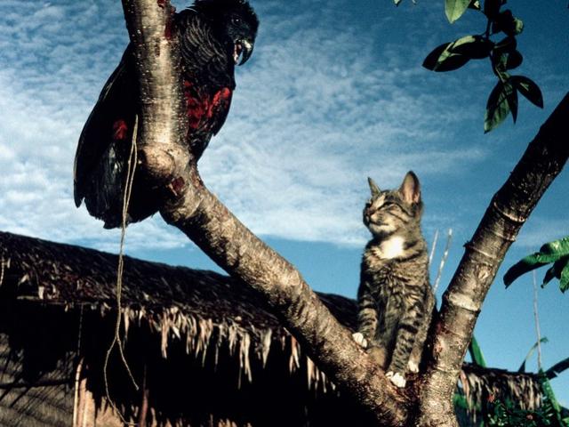 Thế giới - Úc: Bất ngờ loài vật hiền lành giết hơn 2 tỷ động vật hoang dã mỗi năm