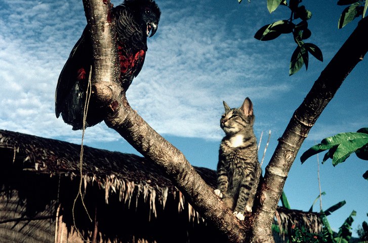 Hơn 2 tỷ động vật bị giết mỗi năm bởi loài vật khá quen thuộc này