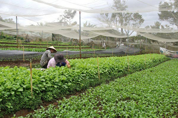 Hiện nay, các sản phẩm rau của ông Nhĩ được bày bán tại siêu thị Coopmart Bảo Lộc và chợ Bảo Lộc.