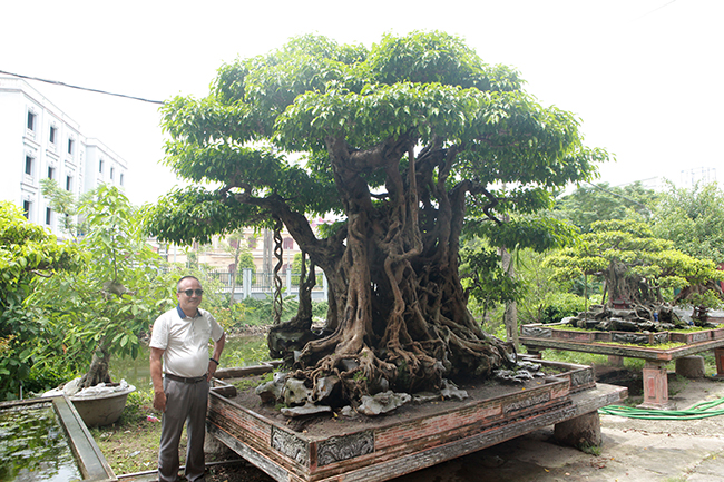 Chủ nhân của tác phẩm cho biết, đây là cây bonsai đại có tuổi đời khoảng 500 năm,&nbsp;chiều cao 2,45m, dài 1,7m, ngang 1,5m. Thân &#40;vách&#41; hoàn toàn tự nhiên thành một khối, đặc biệt bộ rễ lan tỏa xung quanh rất vững trãi.