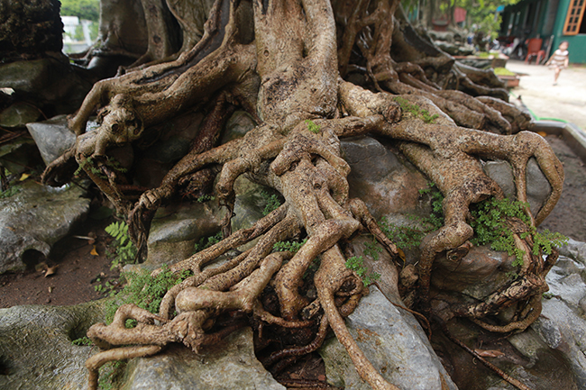 Bộ rễ cây lan tỏa xung quanh, bám vào đất, đá rất vững trãi, nhìn như những củ nhân sâm nhiều năm tuổi bám trên đá.
