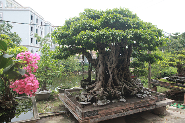Ông Lân mài từng viên gạch, đá gắn vào chậu. Riêng tiền chậu làm mất 25 triệu đồng.
