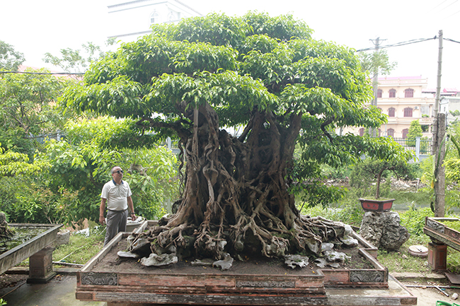 Chủ nhân của tác phẩm cho biết, khoảng 2 năm nữa cây sẽ hoàn thiện và hứa hẹn là một trong những cây sanh “Ngũ phúc” đẹp nhất Việt Nam.