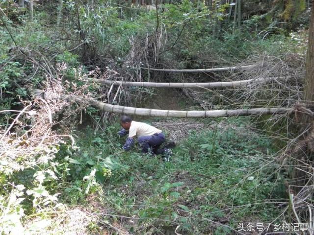 Thiên ma có lợi ích rất lớn cho cơ thể con người.