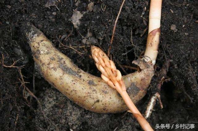 Thiên ma được mệnh danh là “bảo bối hoang dã”.