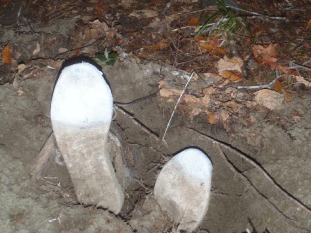 Thế giới - Mỹ: Dạo chơi trong rừng, tá hỏa thấy các phần thi thể người nằm rải rác