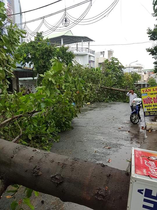 Cây xanh bị ngã gây cản trở giao thông