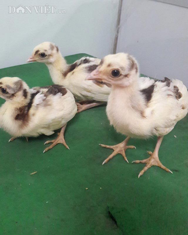 Mỗi cặp chim công giống có giá tùy loại, dao động từ 2 triệu cho đến 6 triệu đồng/cặp, đối với loại nuôi được 2 tháng tuổi.