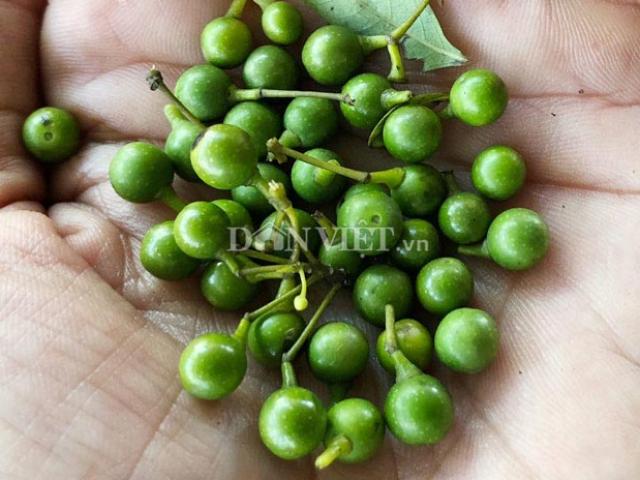 Thị trường - Tiêu dùng - Trái nhỏ li ti vị giống tiêu, mùi thơm như sả, được bán giá khá cao