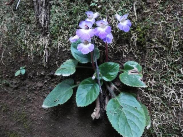 Thị trường - Tiêu dùng - Tên giống động vật hút máu, loại thực vật này có giá hơn 100 nghìn nửa cân