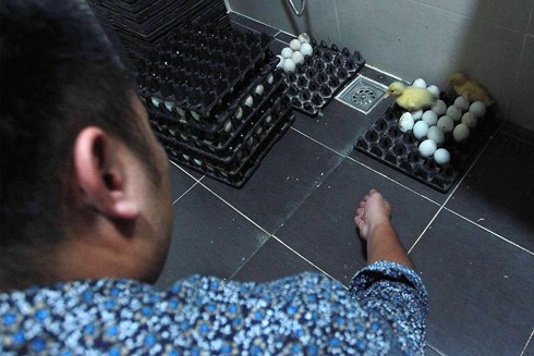 Thời tiết nắng nóng kéo dài cùng với độ ẩm ổn định đã khiến 60 quả trứng vịt lộn của anh Tùng nở thành con chỉ sau 1 đêm.
