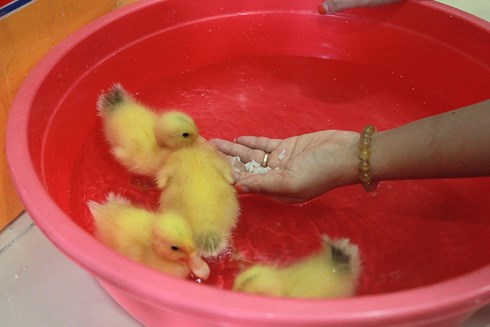 Thức ăn dành cho vịt con ban đầu chỉ là cơm nguội mềm.