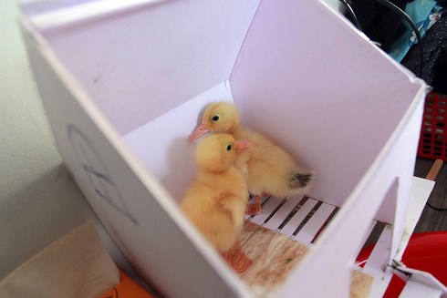 Sau khi chia sẻ câu chuyện của cá nhân lên nhóm của cư dân chung cư, anh Tùng đã nhận được nhiều lời đề nghị của các cư dân xin... nhận nuôi vịt con làm thú cưng cho trẻ nhỏ.