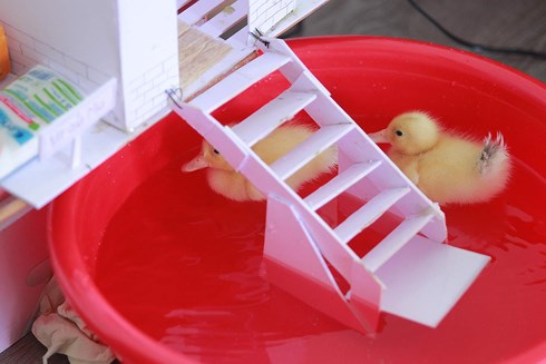 Vì thế, nhiều hộ ở đây sau khi nhận vịt con đã thiết kế chuồng và khu nuôi tại gia đình.