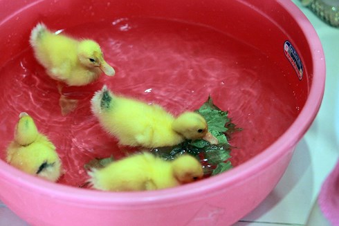 Những chiếc chậu nước cũng được chuẩn bị làm không gian tắm mắt và bơi lội cho những con "thú cưng" đặc biệt này.