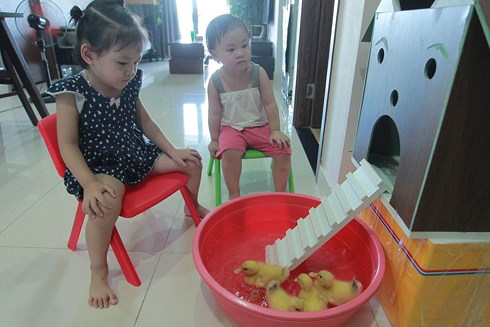 Đa phần những người nhận nuôi vịt con đều có con nhỏ...