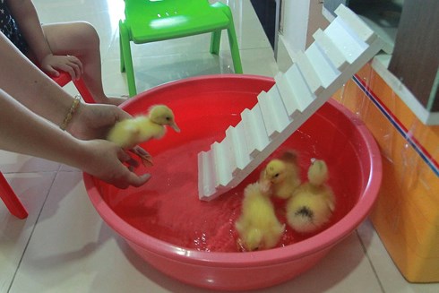 Chị Phượng - một người nhận nuôi vịt con chia sẻ, việc có thêm những "thành viên" mới khiến những đứa con của chị rất hứng thú. Ngôi nhà cho vịt con được dựng lên cũng giúp hạn chế việc những chú vịt lang thang... khắp căn hộ.