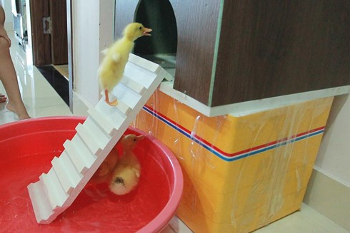 Trong khi những chú vịt con này cũng thích nghi rất nhanh với môi trường mới.