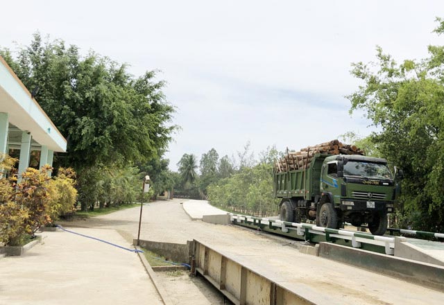 Quảng Ngãi: Dăm gỗ ứ như núi, doanh nghiệp chế biến đang &#34;thở oxy&#34; - 2