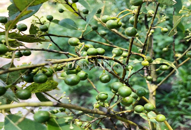 Tuy hình dáng giống như hạt tiêu nhưng do có mùi thơm của sả nên bà con miền núi Quảng Ngãi gọi tên nó là trái sả rừng.