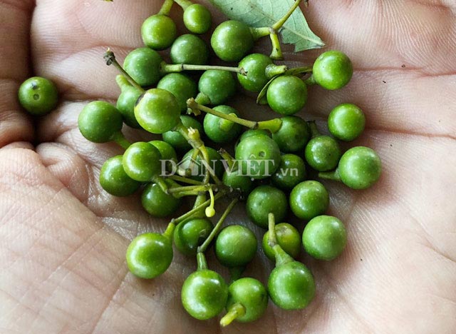 Trái nhỏ li ti vị giống tiêu, mùi thơm như sả, được bán giá khá cao - 2