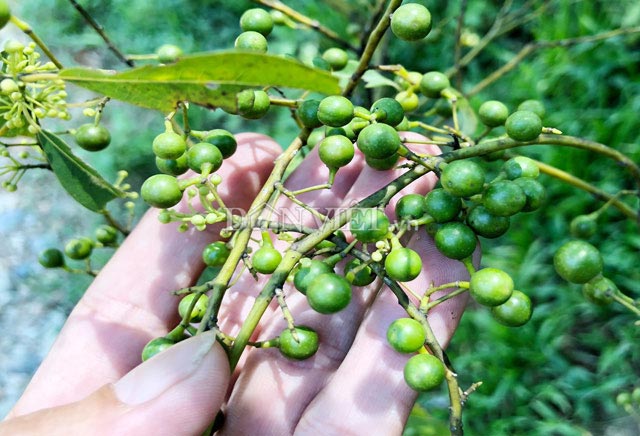 Thuộc loại cây gỗ khá cao nên để thu hoạch người dân thường chặt nhánh xuống để hái trái.