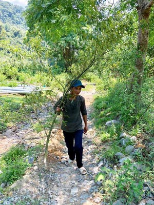 Trái nhỏ li ti vị giống tiêu, mùi thơm như sả, được bán giá khá cao - 4