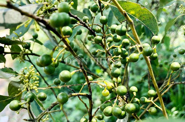 Trái nhỏ li ti vị giống tiêu, mùi thơm như sả, được bán giá khá cao - 6