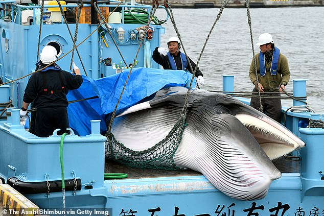 Nhật Bản lần đầu tiên cho phép săn cá voi sau 31 năm.