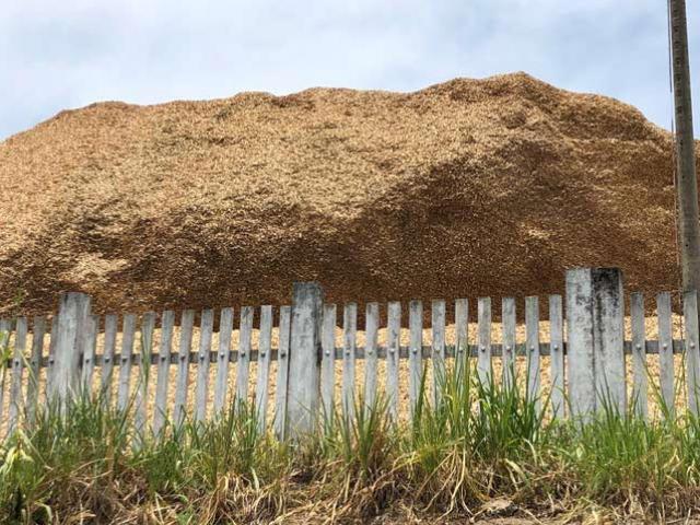 Thị trường - Tiêu dùng - Các chủ nhà máy chế biến dăm "chết đứng" vì trạm thu mua tự phát