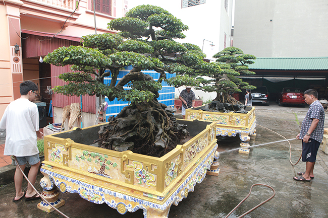 Anh Phan Văn Toàn &#40;TP. Việt Trì, Phú Thọ&#41;, chủ sở hữu cặp sanh độc đáo này cho biết&nbsp;đây là cặp sanh rất nghệ thuật và có tuổi đời gần 100 năm.