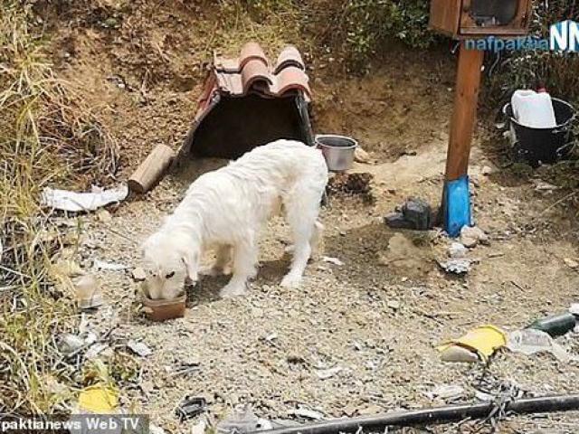 Bạn trẻ - Cuộc sống - Chú chó trung thành chờ chủ ở nơi xảy ra tai nạn suốt 18 tháng