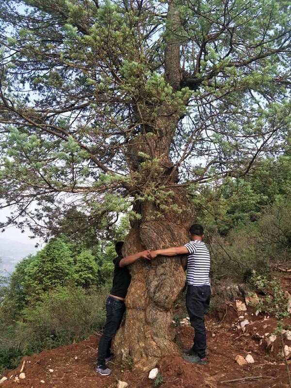Toàn thân cây u bướu, nổi u cục, kích thước thân cây&nbsp;phải hai người lớn ôm mới hết.