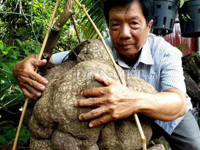 Cần Thơ: Củ bình vôi nặng trên 40kg, trả 15 triệu chủ vẫn lắc đầu