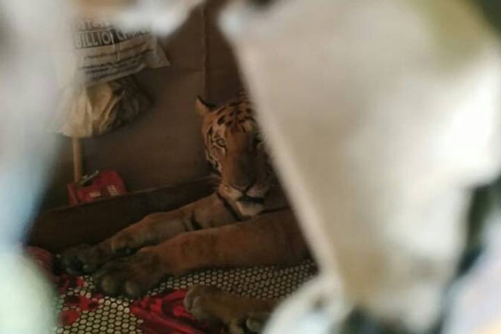 Con hổ được phát hiện bên trong phòng ngủ ở Ấn Độ