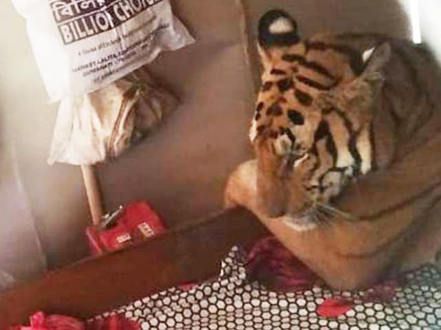 Thế giới - Ấn Độ: Mở cửa phòng ngủ, tá hỏa thấy mãnh thú giết người như bỡn đang ở bên trong