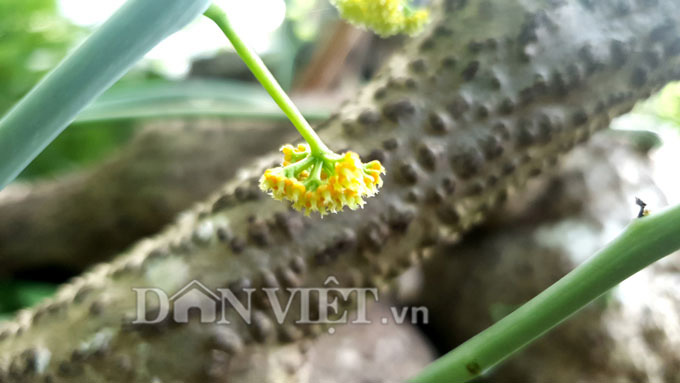 Ông Thống quyết định nhân giống củ bình vôi vì đây là một loại thuốc nam quý.