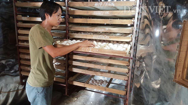 Nhờ nuôi gà Đông Tảo đẻ khỏe mà gia đình anh Đinh Văn Chúc ở xóm Nội, xã Khánh Lợi, huyện Yên Khánh, tỉnh Ninh Bình bỏ túi gần 40 triệu đồng/tháng.