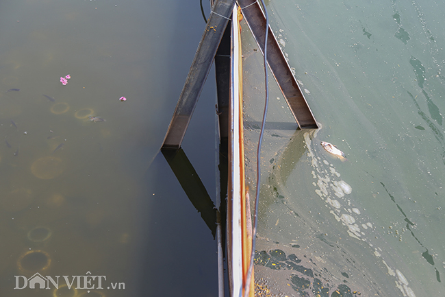 Có thể nhìn thấy rõ sự khác biệt giữa nước ở bên trong và bên ngoài. Bên trái là nước đã được xử lý, màu trong hơn, có cá bơi. Bên phải, do ngoài vùng xử lý nên nước ô nhiễm, cá chết.