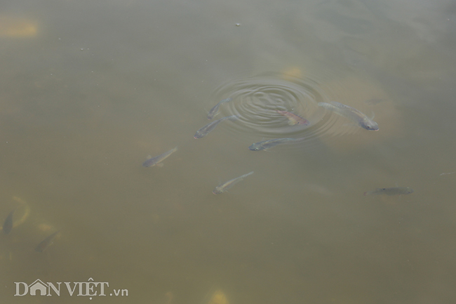 Nước trong và sạch khiến cho hệ sinh thái thủy sinh tại đây phong phú, đa dạng hơn với nhiều loài cá như cá trê, cá rô phi, cá chép...