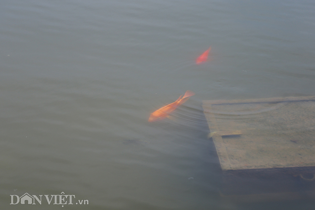 Bằng mắt thường cũng dễ dàng nhìn thấy cá tung tăng bơi lội dưới nước hồ.