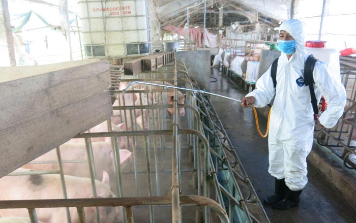 Cơ quan chức năng tiêu độc khử trùng cơ sở chăn nuôi lợn có dịch tả lợn châu Phi ở Thừa Thiên- Huế. &nbsp;