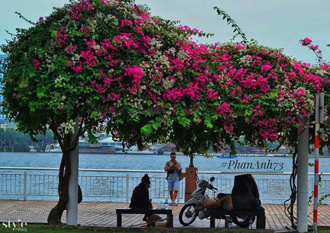 Xao xuyến mùa hoa giấy nở thắm ven sông Hàn Đà Nẵng - 5