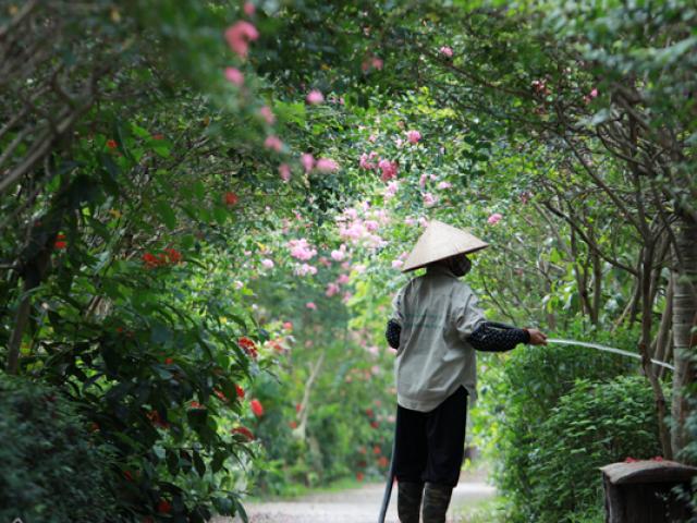 Tin tức trong ngày - Ảnh: Khu vườn 100 gốc hoa tường vi đẹp lung linh ở Hà Nội