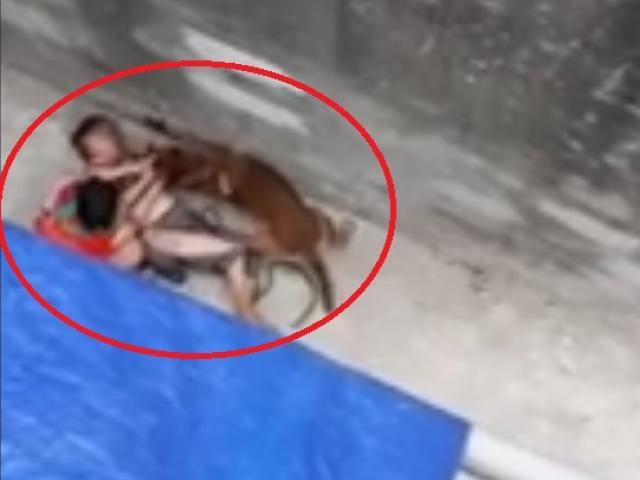 Clip: Chó nhà nuôi lao vào cắn bà ngoại, cháu gái giải cứu trong vô vọng