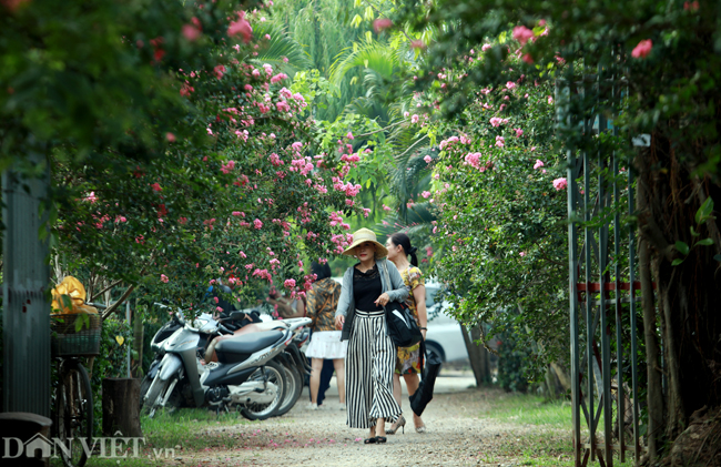 Cách trung tâm Hà Nội khoảng 10 km, con đường hoa tường vi ở xã Tam Hiệp (Thanh Trì, Hà Nội) là một trong những điểm đến đang được tìm kiếm vào thời điểm này. Hàng tường vi bung nở kéo dài hơn 200 m&nbsp;thu hút hàng nghìn lượt khách đổ về mỗi tuần.