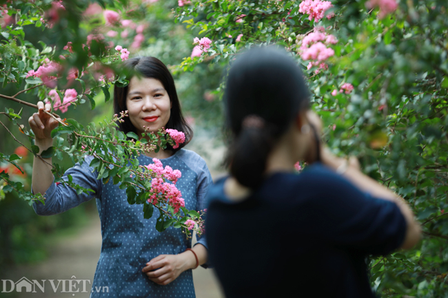 Đây trở thành điểm đến lý tưởng cho những người yêu hoa và muốn lưu lại những bức hình đẹp cùng loài hoa mỏng manh này.