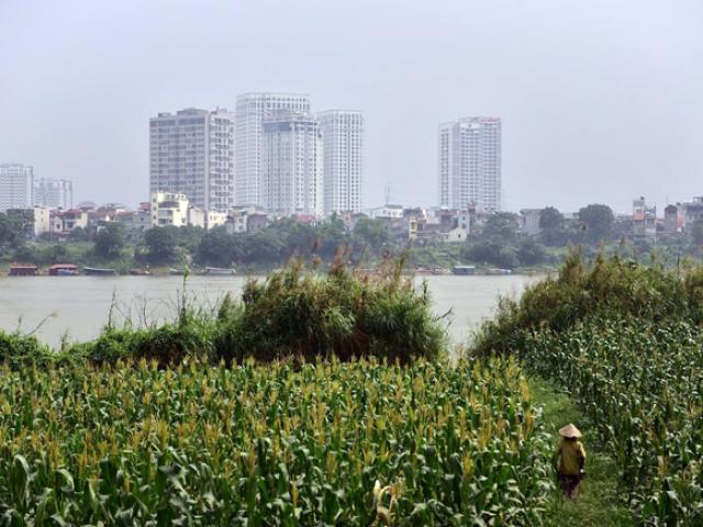 Tin tức trong ngày - Câu chuyện về "bà trùm" rau sạch trên bãi giữa sông Hồng