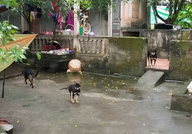 Đàn chó cắn cháu bé tử vong là của người chủ nhà trọ. Ảnh: Gia đình &amp; Xã hội